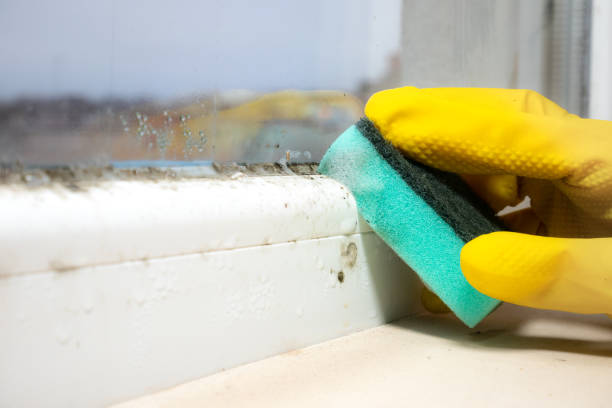 Why You Should Choose Our Mold Remediation Services in Lindsay, TX